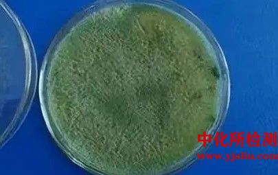 菌種、抗生素敏感性檢測